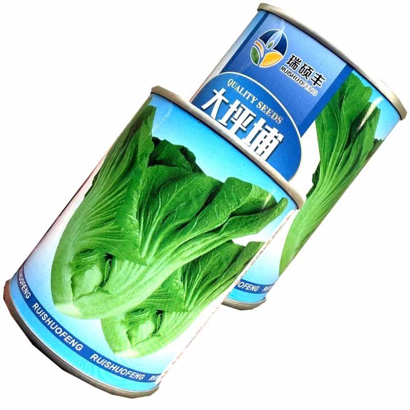 大枰埔大肉包心芥菜种子耐寒耐热肉厚质嫩爽脆抗病高产