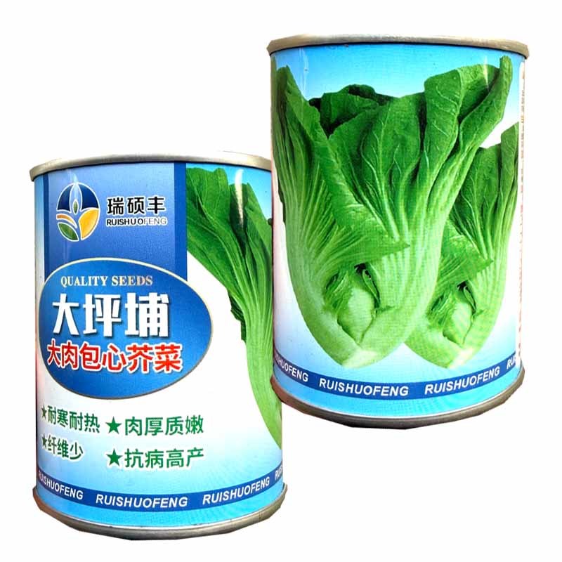 大枰埔大肉包心芥菜种子耐寒耐热肉厚质嫩爽脆抗病高产