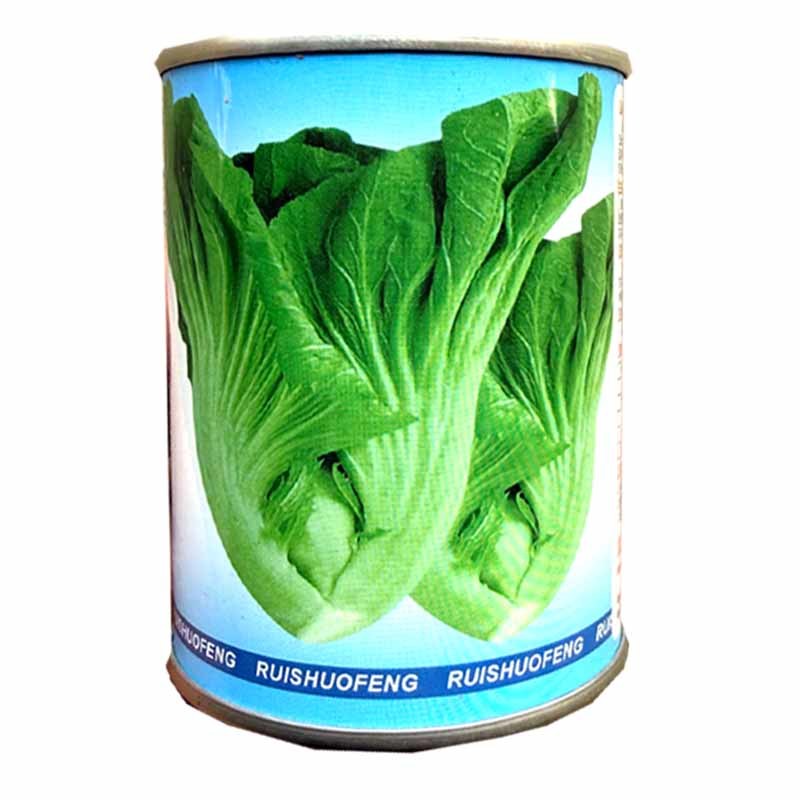 大枰埔大肉包心芥菜种子耐寒耐热肉厚质嫩爽脆抗病高产