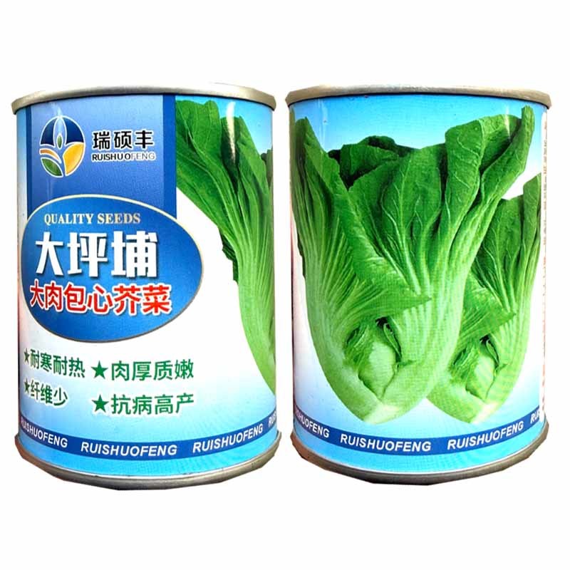 大枰埔大肉包心芥菜种子耐寒耐热肉厚质嫩爽脆抗病高产
