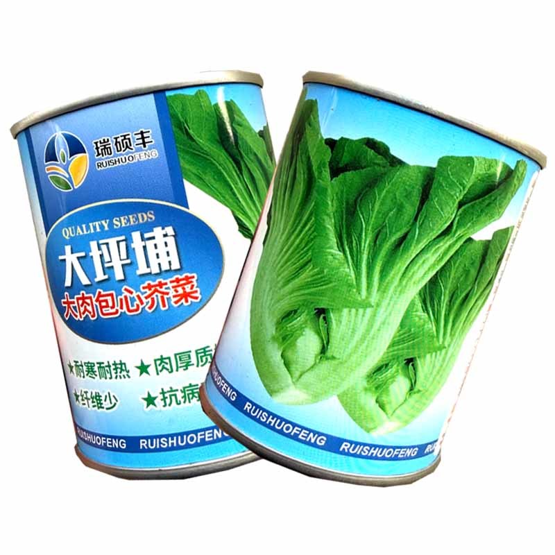 大枰埔大肉包心芥菜种子耐寒耐热肉厚质嫩爽脆抗病高产