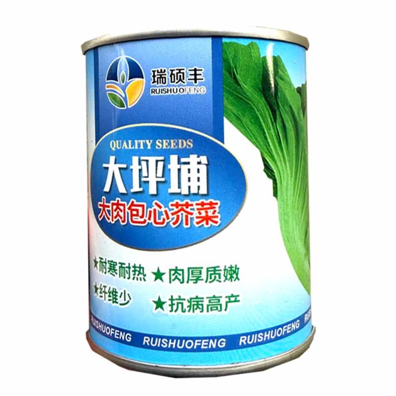 大枰埔大肉包心芥菜种子耐寒耐热肉厚质嫩爽脆抗病高产