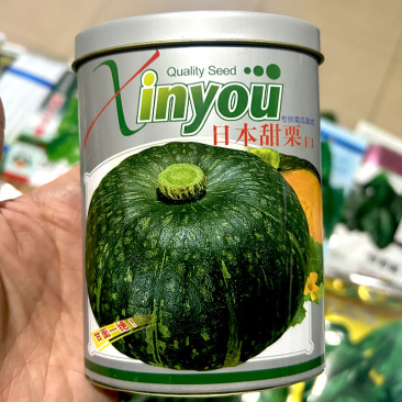 日本甜栗绿板栗南瓜种子早熟扁圆形西洋南瓜种籽绿皮金黄肉南