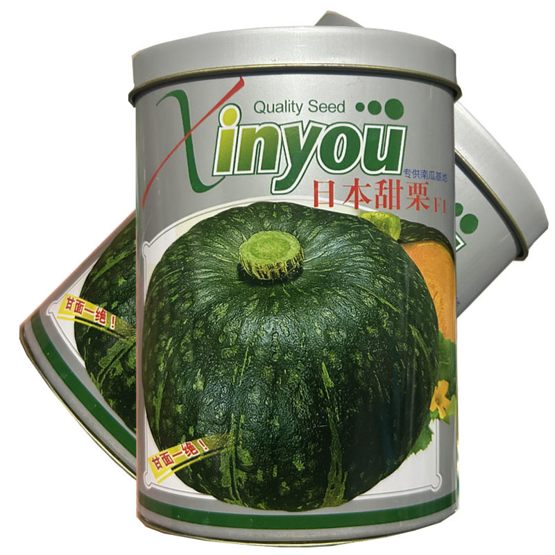 日本甜栗绿板栗南瓜种子早熟扁圆形西洋南瓜种籽绿皮金黄肉南