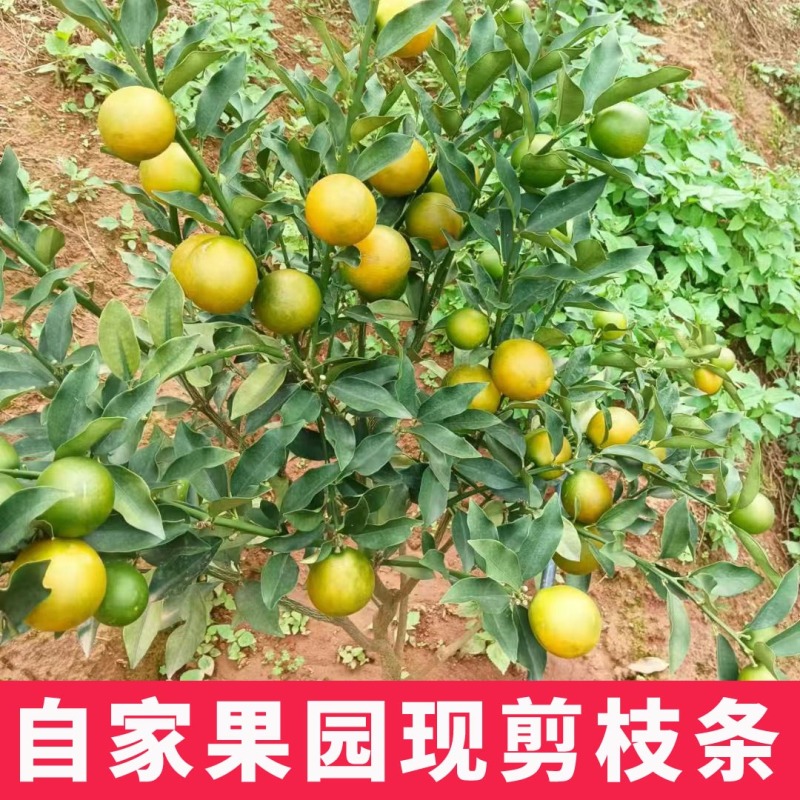 新品种第四代大叶滑皮金桔枝条脆皮金柑接穗品种保证果园现剪