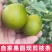 新品种第四代大叶滑皮金桔枝条脆皮金柑接穗品种保证果园现剪