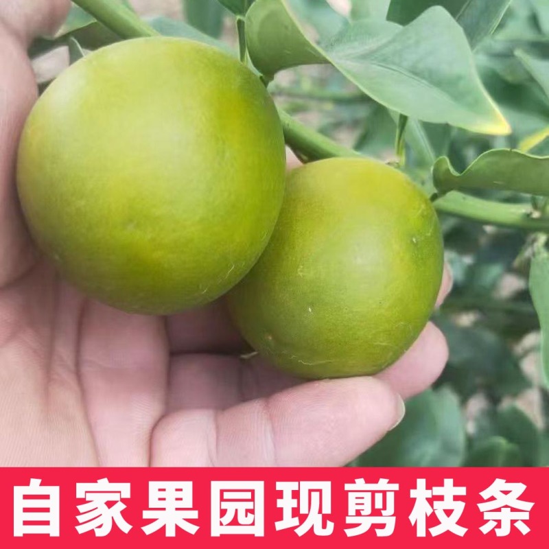 新品种第四代大叶滑皮金桔枝条脆皮金柑接穗品种保证果园现剪