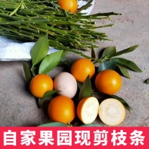 新品种第四代大叶滑皮金桔枝条脆皮金柑接穗品种保证果园现剪