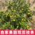 新品种第四代大叶滑皮金桔枝条脆皮金柑接穗品种保证果园现剪