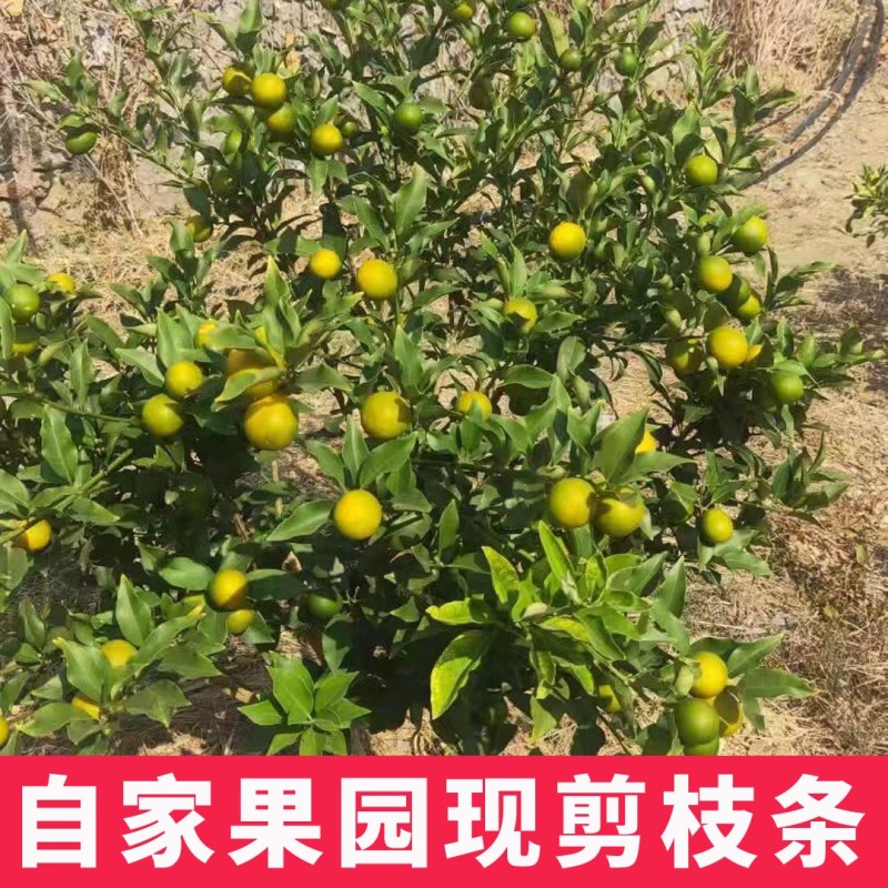 新品种第四代大叶滑皮金桔枝条脆皮金柑接穗品种保证果园现剪