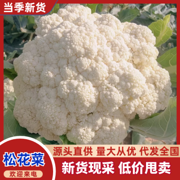 【精选】松花菜菜花产地直发对接全国保质保量
