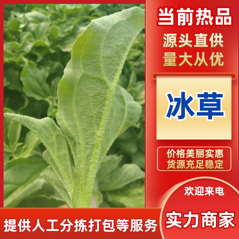 【精选】冰草产地直发保质保量对接电商食堂社区等