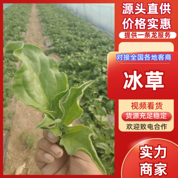【热卖】冰草江苏南通冰草货源充足按需包装代发全国