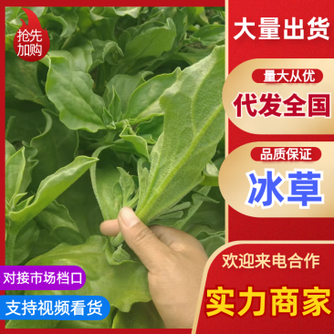 冰草江苏南通冰草供应电商超市市场价格低质量好
