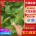 冰草江苏南通冰草供应电商超市市场价格低质量好