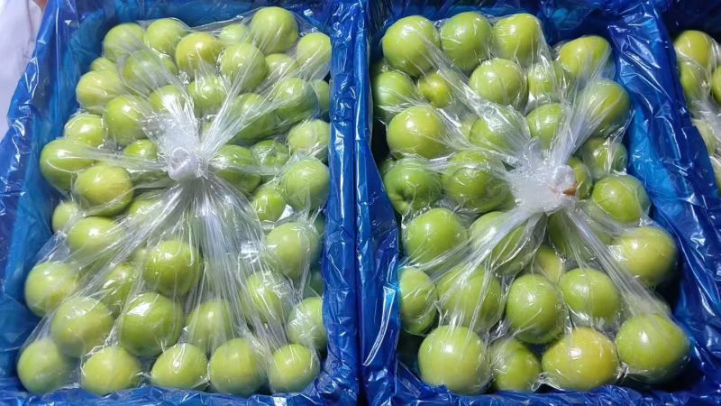 福建漳州牛奶枣口感脆甜皮薄肉厚自家货源现场挑货满意为止
