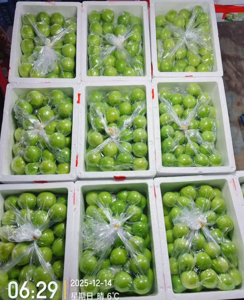 福建漳州牛奶枣口感脆甜皮薄肉厚自家货源现场挑货满意为止