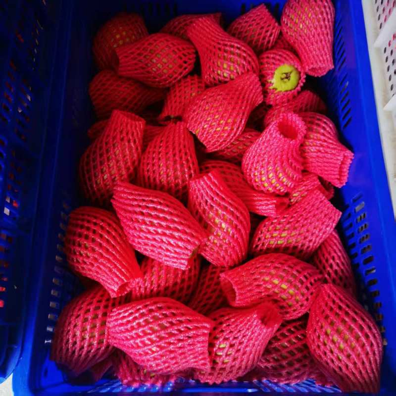 福建漳州牛奶枣口感脆甜皮薄肉厚自家货源现场挑货满意为止