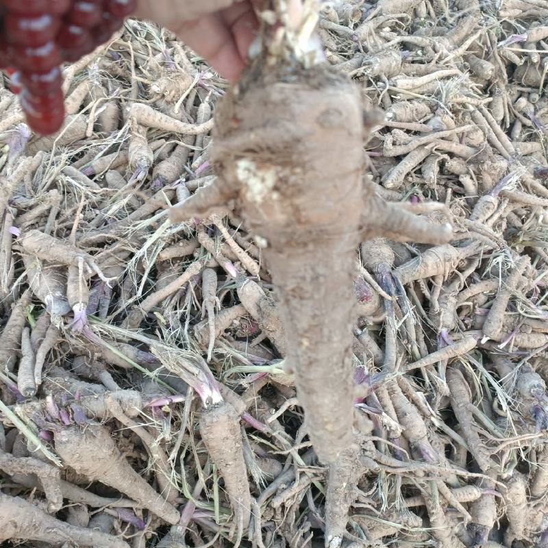 白芷基地直发品质保证价格实惠量大从优
