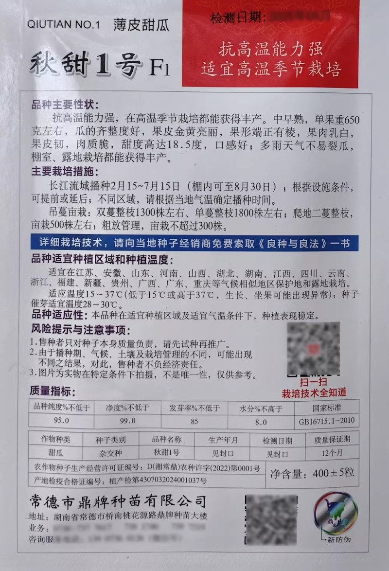 秋甜1号甜瓜种子抗高温中早熟果皮金黄亮丽丑八怪甜瓜种子