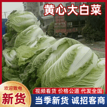 3-5斤黄心大白菜，翠绿清秀品相优良，货源充足，欢迎订购