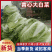 3-5斤黄心大白菜，翠绿清秀品相优良，货源充足，欢迎订购