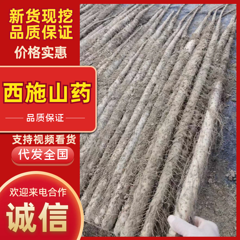 西施山药精品山药地头装车，年产量五十万斤，需要联系