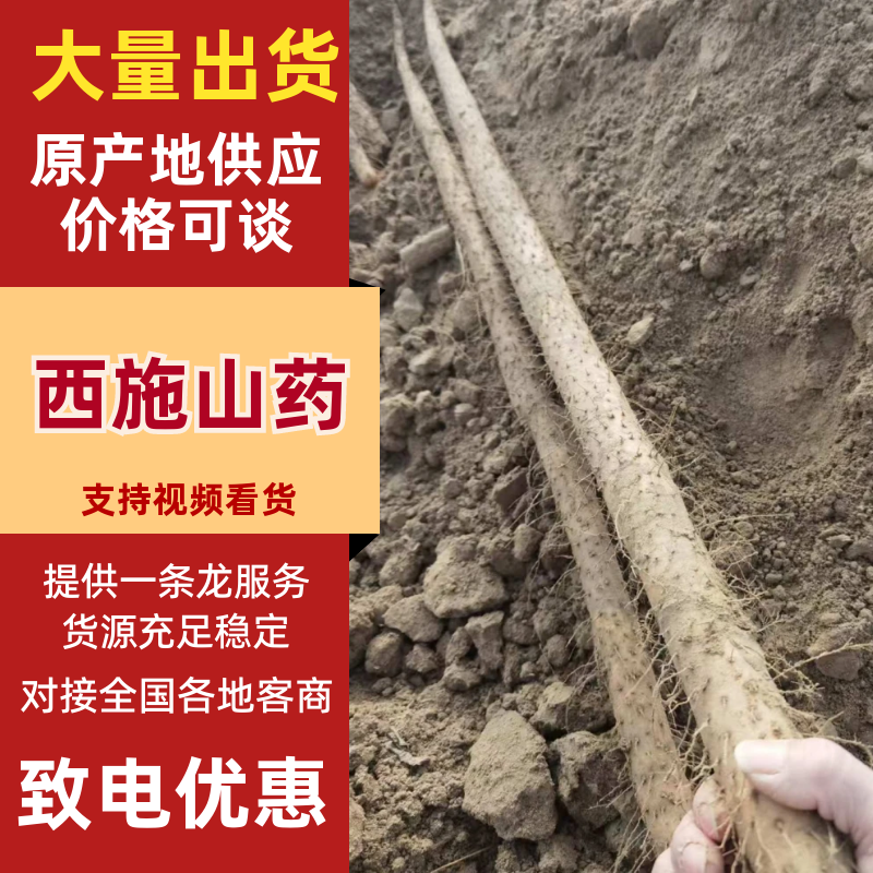 西施山药精品山药地头装车，年产量五十万斤，需要联系
