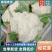 精品松花菜菜花白面青梗产地直销量大从优可视频看货