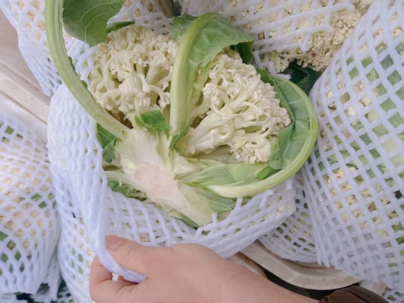 精品松花菜菜花白面青梗产地直销量大从优可视频看货