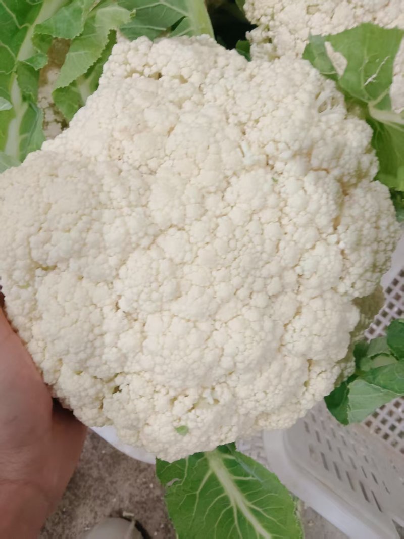 精品松花菜菜花白面青梗产地直销量大从优可视频看货