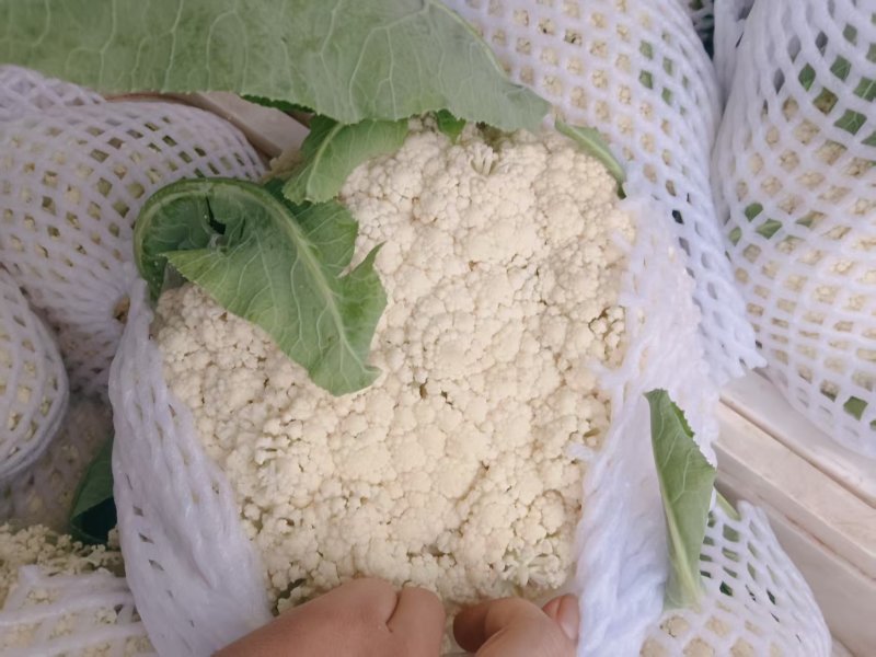 精品松花菜菜花白面青梗产地直销量大从优可视频看货