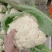 精品松花菜菜花白面青梗产地直销量大从优可视频看货