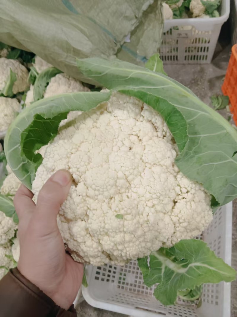 精品松花菜菜花白面青梗产地直销量大从优可视频看货