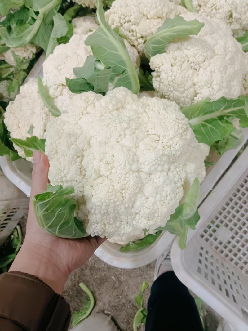 精品松花菜菜花白面青梗产地直销量大从优可视频看货