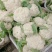 精品松花菜菜花白面青梗产地直销量大从优可视频看货