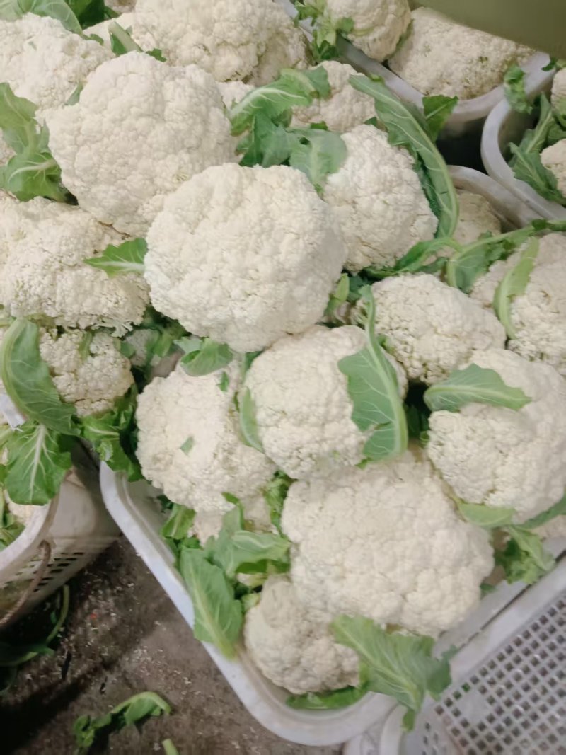精品松花菜菜花白面青梗产地直销量大从优可视频看货