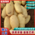 山东优质黄心土豆品种优良现挖现发质优价廉量大从优