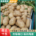 山东土豆荷兰系列土豆产地直发货源充足