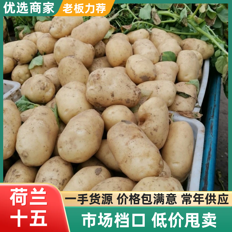 山东土豆荷兰系列土豆产地直发货源充足