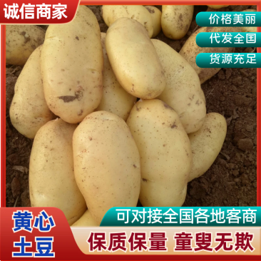 【平台推荐】山东荷兰土豆精品土豆袋装箱装保证质量