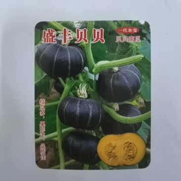 盛丰贝贝南瓜种子深墨绿色粉面高产贝贝小南瓜种子