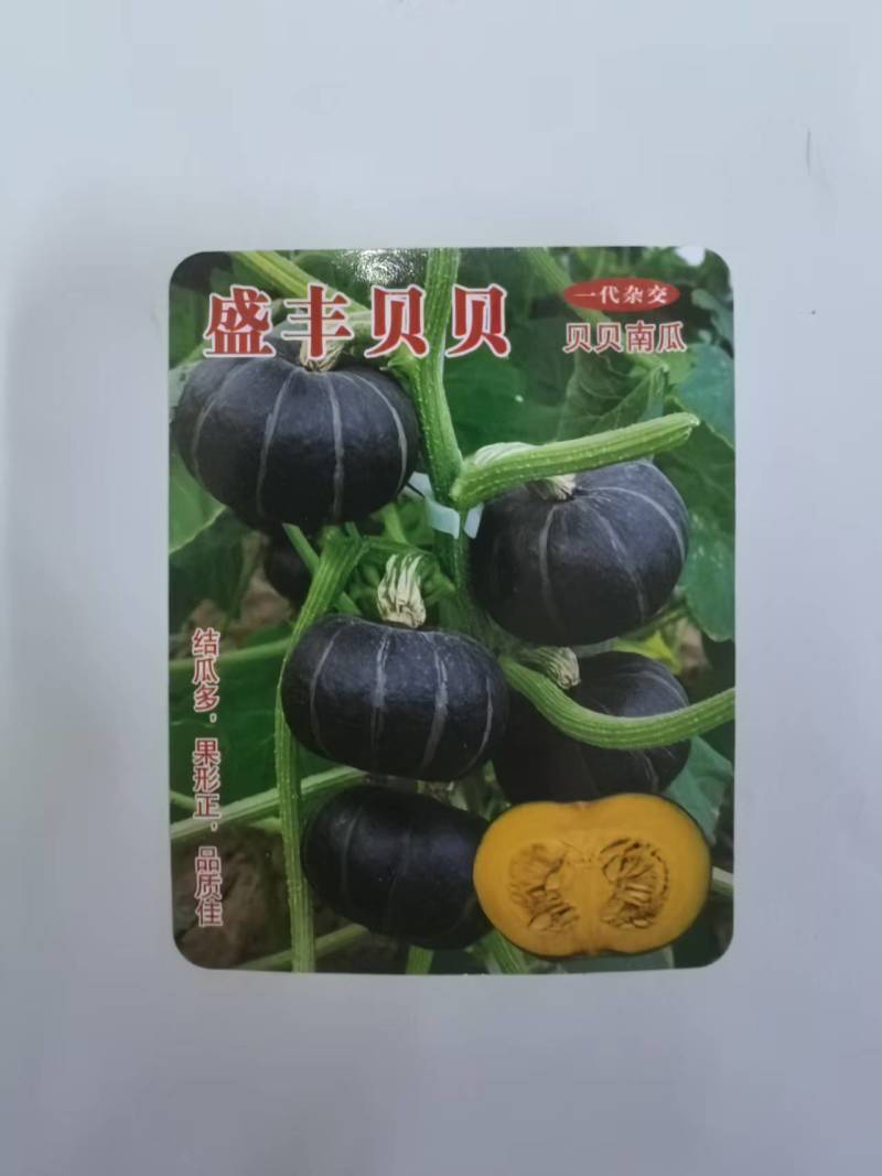 盛丰贝贝南瓜种子深墨绿色粉面高产贝贝小南瓜种子