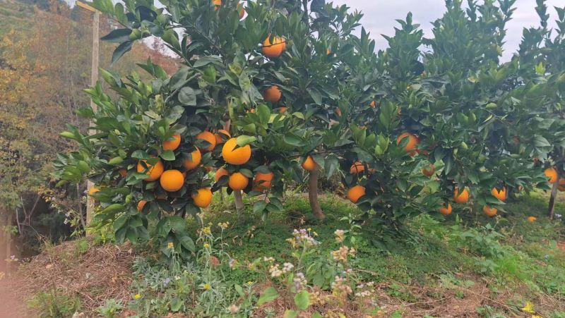 赣南脐橙大量出货产地现摘价格实惠对接全国各地欢迎来电