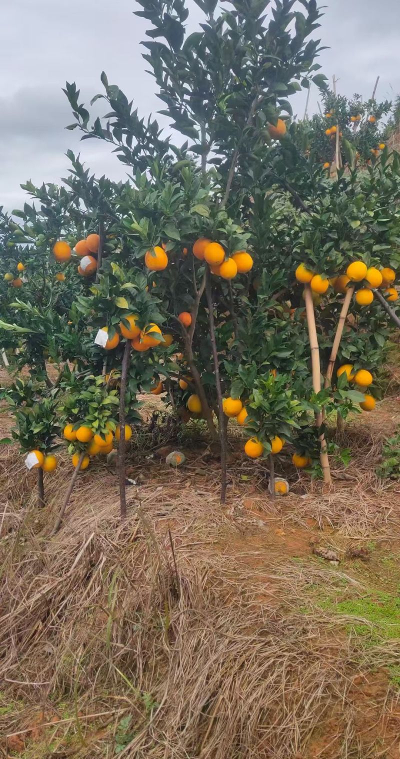 赣南脐橙大量出货产地现摘价格实惠对接全国各地欢迎来电