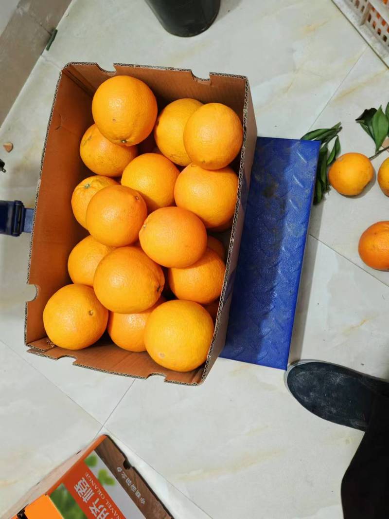 赣南脐橙橙子🍊产地直销量大从优可视频看货对接全国电商