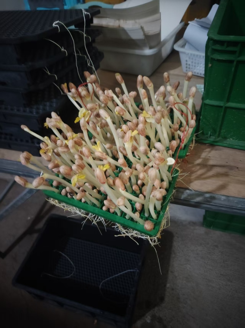 豌豆苗，大量新鲜现货速发，产品保质保量，欢迎老板选购