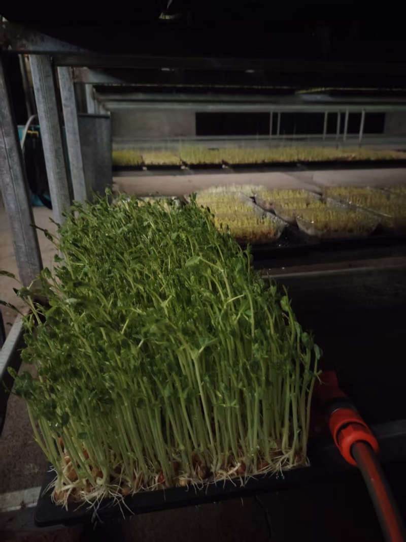 豌豆苗，大量新鲜现货速发，产品保质保量，欢迎老板选购