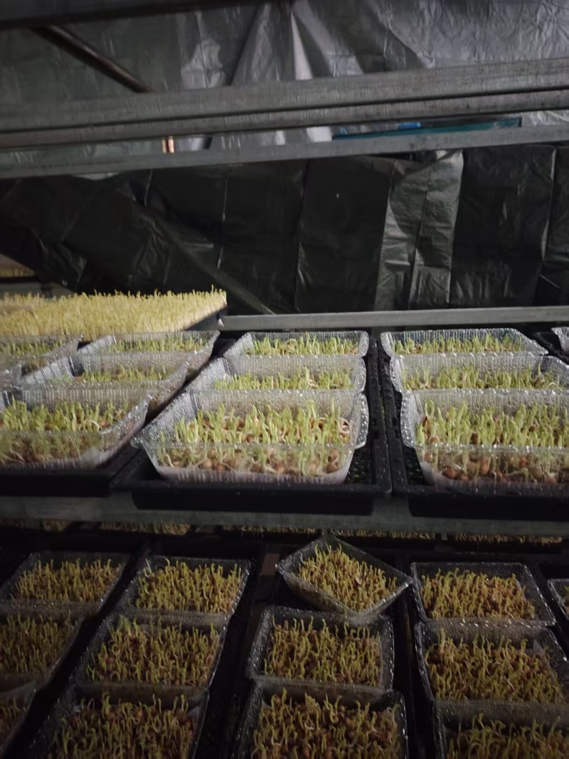 豌豆苗，大量新鲜现货速发，产品保质保量，欢迎老板选购