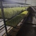 豌豆苗，大量新鲜现货速发，产品保质保量，欢迎老板选购